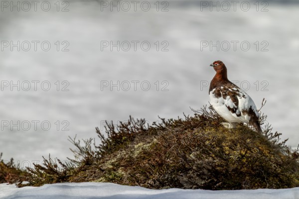 Standing on a hill in the tundra, the grouse (Lagopus lagopus) male watches over his territory, winter, snow, cold, mating season, Sweden