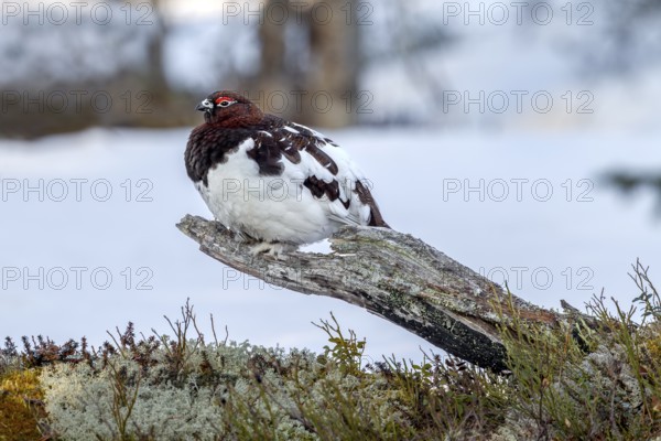 Male moorhen (Lagopus lagopus) like to sit on exposed perches, winter, snow, cold, mating season, Sweden