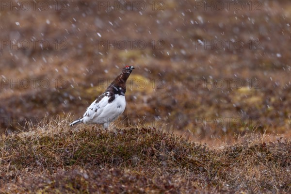A grouse (Lagopus lagopus) male stands on a hill in the tundra in the snowfall, snowfall, snowflakes, winter, snow, cold, mating season, Sweden