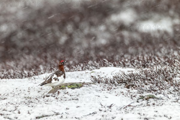 A sudden onset of winter in May does not disturb the male willow ptarmigan (Lagopus lagopus), snowfall, snowflakes, winter, snow, cold, mating season, Sweden