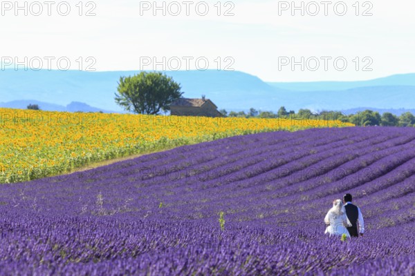 Bride and groom in lavender field, Alpes-de-Haute-Provence, Provence, France