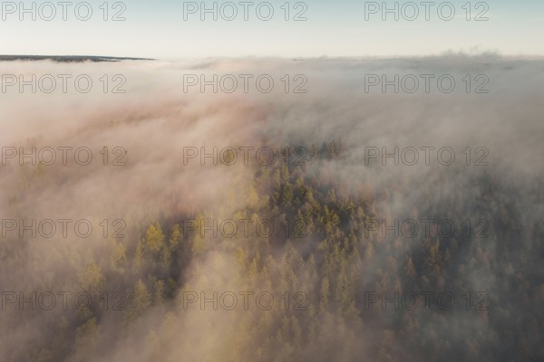 Thick fog over a forest at sunrise, with soft colors and a peaceful morning atmosphere, Gechingen, Calw district, Germany