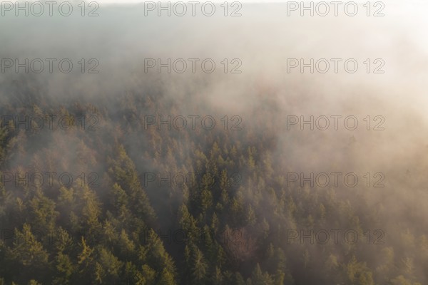 Aerial view of wooded area with fog moving across trees, soft and calm atmosphere, Gechingen, Calw district, Germany