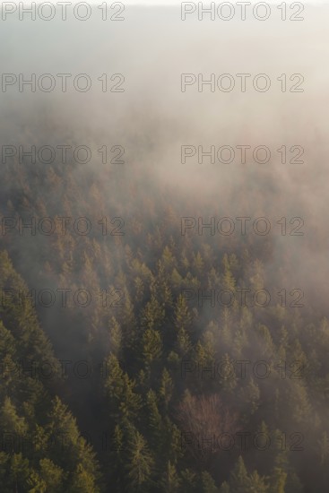 Mystical forest scene with thick fog and trees creating a calm and mysterious atmosphere, Gechingen, Calw district, Germany