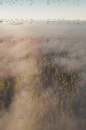 Thick fog in the forest at sunrise, dipping the trees in a peaceful atmosphere, Gechingen, Calw district, Germany