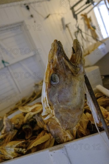 Stockfish Museum, Lofoten Tørrfiskmuseum i Å, Lofoten, Nordland, Norway