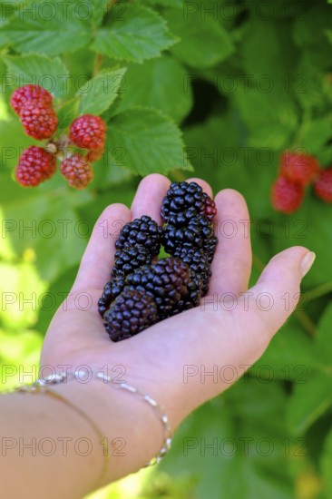 Blackberries, fruit, berries, in the garden, food, Upper Bavaria, Bavaria, Germany