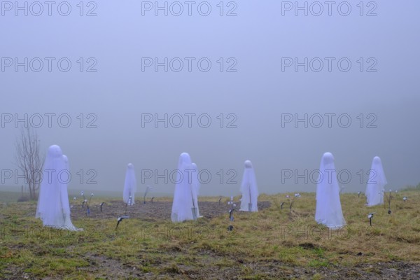 Geister im fog, Halloween, Haunted, Mystical, Samerberg, Upper Bavaria, Bavaria, Germany