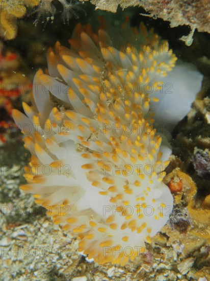 Lively nudibranch with yellow and white colours, gas flame nudibranch (Bonisa nakaza), under water. Dive site False Bay, Cape of Good Hope, Cape Town, South Africa