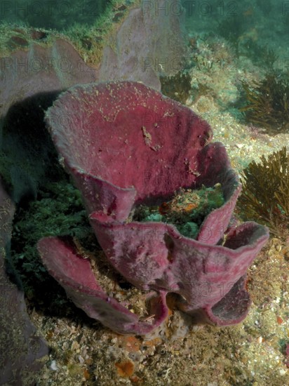 A red broad-leaved sponge (Clathria (Clathria) with a striking texture underwater. Dive site Aliwal Shoal, Umkomaas, KwaZulu Natal, South Africa