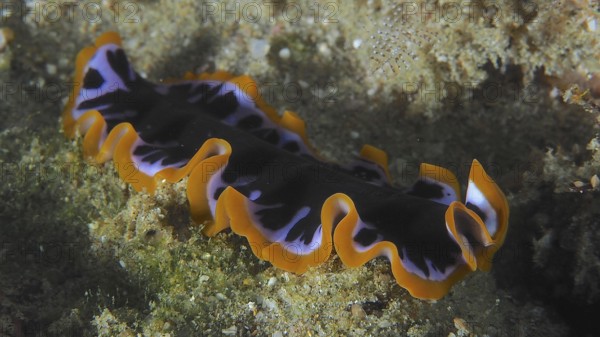 Striking yellow and black swirl worm (Pseudoceros) with a black and orange pattern. Dive site Sodwana Bay National Park, Maputaland Marine Reserve, iSimangaliso Wetland Park, KwaZulu Natal, South Africa
