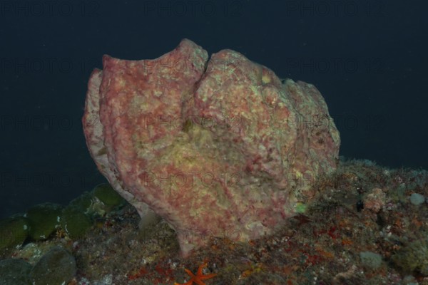 Pink-coloured sea sponge, vase sponge (Haplosclerida), on an algae-covered seabed. Dive site Protea Banks, Margate, KwaZulu Natal, South Africa