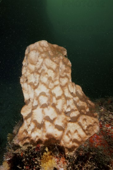 Beige sea sponge, vase sponge (Haplosclerida), on a sea floor covered with algae. Dive site Aliwal Shoal, Umkomaas, KwaZulu Natal, South Africa