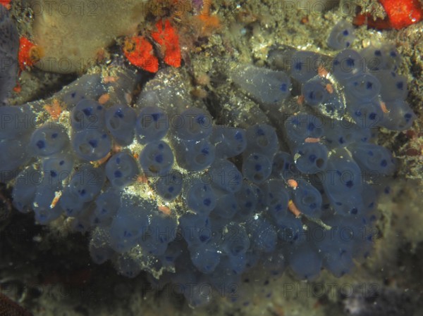 Translucent marine organisms with blue colouration, Steenbras Blue Sea Squirt (Clavelina steenbrasensis), on the seabed. Dive site False Bay, Cape of Good Hope, Cape Town, South Africa