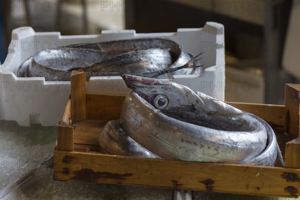 Fresh eels (Anguilla, Anguillidae), Rialto fish market in the San Polo district, Venice, Veneto, Italy