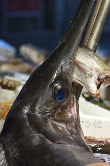 Fresh swordfish (Xiphias gladius), fish market, Rialto market in the San Polo district, Venice, Veneto, Italy