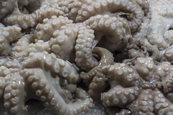 Fresh octopus (pulpo) on ice, fish market, Rialto market in the San Polo district, Venice, Veneto, Italy