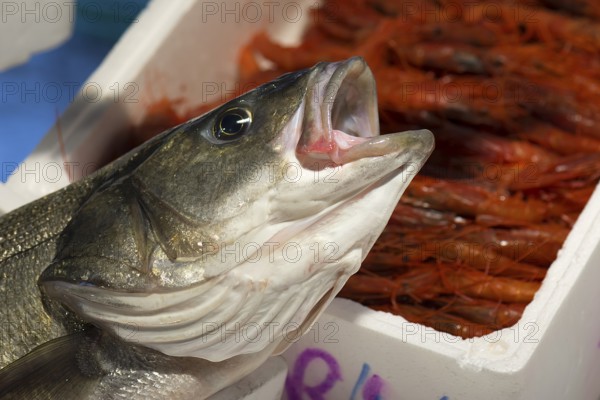 Fresh fish, Rialto fish market in the San Polo district, Venice, Veneto, Italy