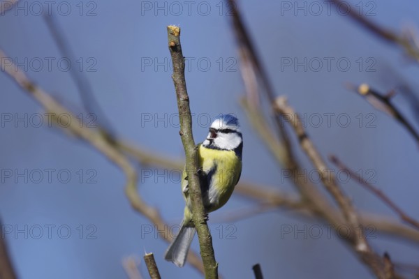 Blue tit (Cyanistes caeruleus), open beak, tree, blue sky, The tit clings to a branch and sings a song