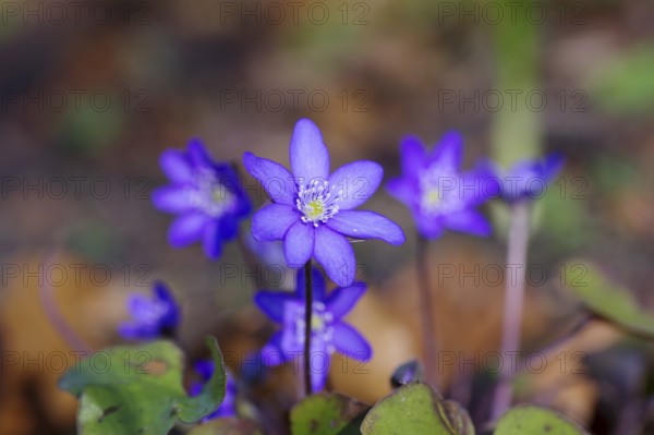 Liverwort (Hepatica nobilis), spring, purple, macro, colourful