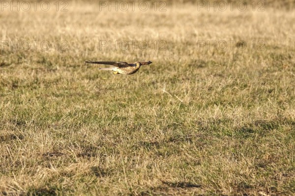Kestrel, winter, Germany