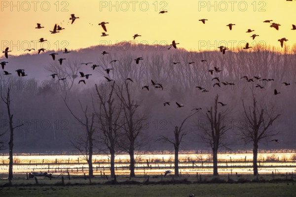 Bislicher Insel, in winter, floods in the floodplains due to Rhine flooding, nature reserve on the Rhine, sunset, Altrheinarm, near Xanten, Lower Rhine, Wesel district, one of the few floodplain landscapes in Germany, in winter over 20, 000 wild birds, many arctic geese species pause and hibernate here, North Rhine-Westphalia, Germany