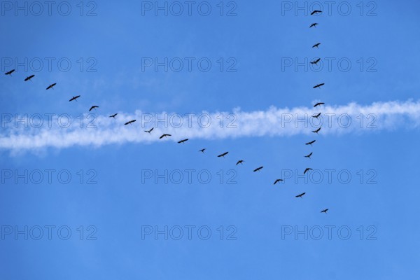 Migratory birds, cranes, grus grus, on their way from winter quarters in southern Europe or North Africa towards northern Europe, contrails of an airplane, North Rhine-Westphalia, Germany