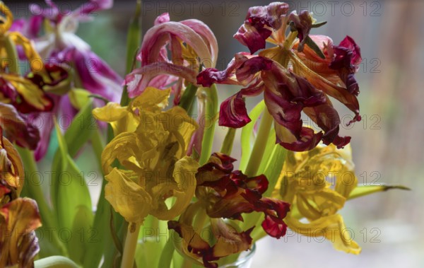 Withered tulips (Tulipa) in a vase, Bavaria, Germany