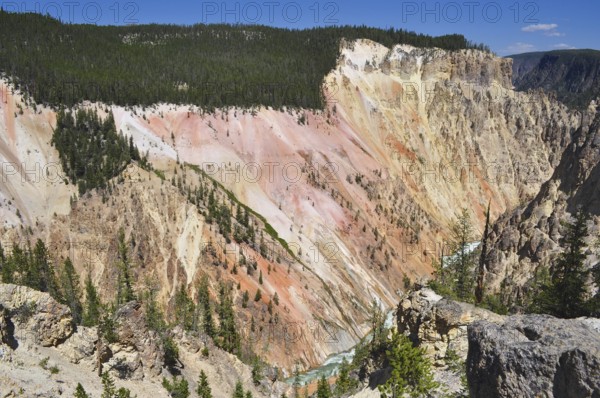 A colorful canyon with steep cliffs and trees under a clear blue sky, Grand Canyon of the Yellowstone, Yellowstone National Park, Wyoming, USA