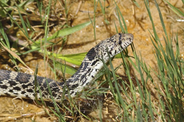 Bull snake (Pituophis catenifer sayi) with characteristic pattern and natural camouflage in tall grass, Yellowstone National Park, Wyoming, USA