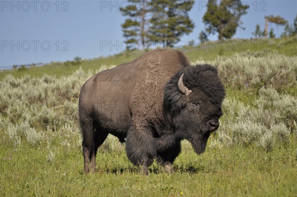 American Bison (Bos bison) standing in a green meadow in a natural setting, Yellowstone National Park, Wyoming, USA
