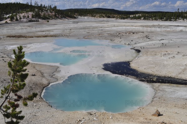 Geothermal springs with turquoise water in a vast, barren landscape with trees in the background, Yellowstone National Park, Wyoming, USA