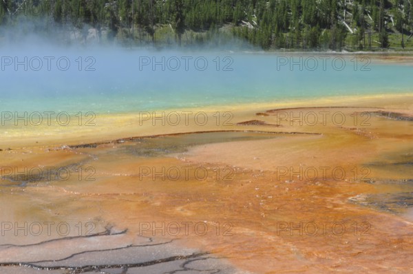 Colourful hot spring with orange and yellow banks and surrounding trees, Grand Prismatic Spring, Yellowstone National Park, Wyoming, USA