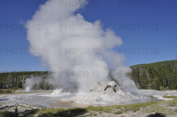 A geyser with a powerful jet of steam rises in a natural environment, Yellowstone National Park, Wyoming, USA