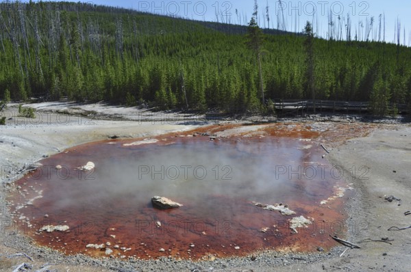 Reddish hot spring with steam nestled in a wooded volcanic landscape under clear skies, Yellowstone National Park, Wyoming, USA