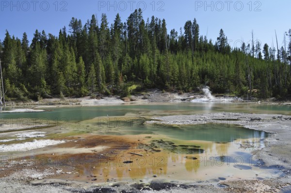 Greenish hot springs in the midst of a volcanic forest landscape, surrounded by steam and bright skies, Yellowstone National Park, Wyoming, USA