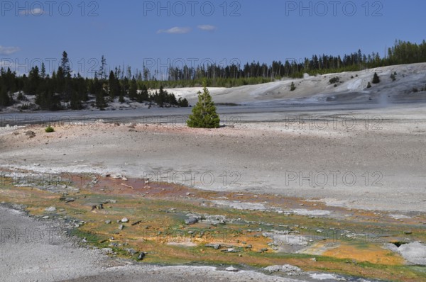 Wide, barren volcanic landscape with a small green tree and colorful deposits under a blue sky, Yellowstone National Park, Wyoming, USA