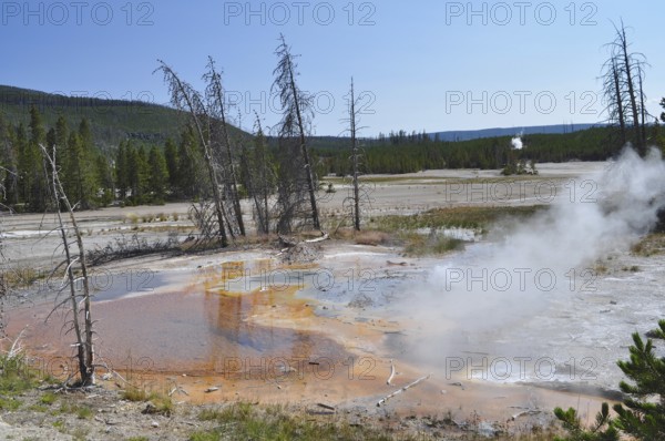 Steaming hot spring with orange rim surrounded by barren trees and clear skies, Yellowstone National Park, Wyoming, USA