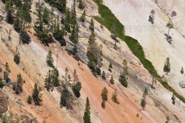Trees and shrubs grow in a steep section of a colorful canyon, Grand Canyon of the Yellowstone, Yellowstone National Park, Wyoming, USA