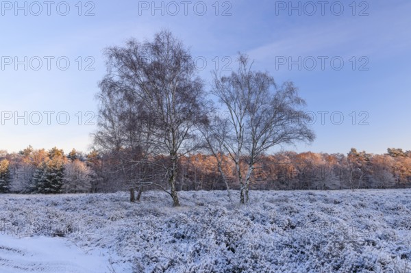Heathland with birch trees in winter, sunrise, Wahner Heide, North Rhine-Westphalia, Germany