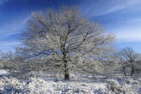 Heathland with old oak trees in winter, Wahner Heide, North Rhine-Westphalia, Germany