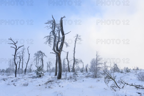 Dead pine trees with hoarfrost in high moor, Noir Flohay, High Fens, Hautes Fagnes, Ardennes, Belgium