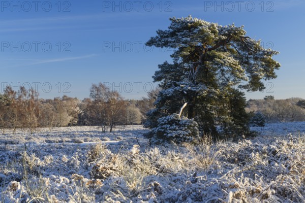 Heathland in winter, morning light, Wahner Heide, North Rhine-Westphalia, Germany
