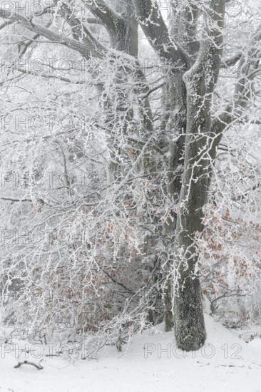 Beech trees with hoarfrost in winter, High Fens, Hautes Fagnes, Wallonia, Belgium