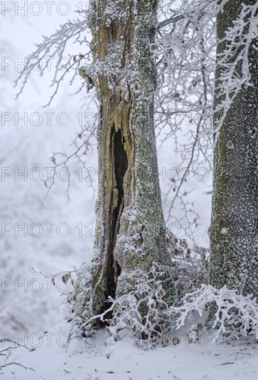 Old beech (Fagus sylvatica) with hoar frost in winter, High Fens, Hautes Fagnes, Wallonia, Belgium