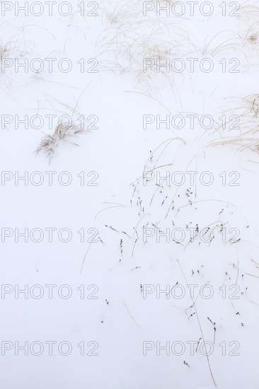 Grasses in snow, winter, High Fens, Hautes Fagnes, Ardennes, Belgium