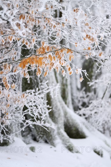 European beech (Fagus sylvatica) with hoarfrost in winter, High Fens, Hautes Fagnes, Wallonia, Belgium