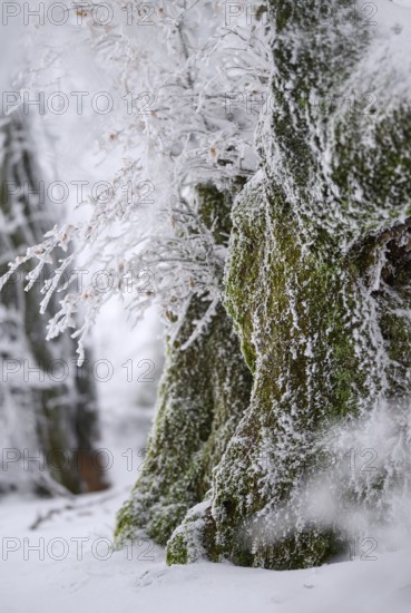 Old beech trees (Fagus sylvatica) covered with hoar frost, winter, Hautes Fagnes, Wallonia, Belgium