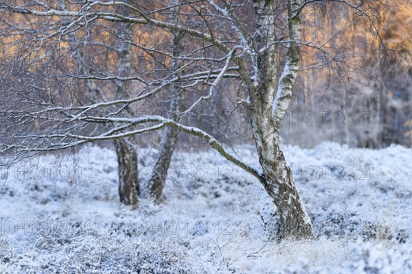Birch trees in winter, sunrise, Wahner Heide, North Rhine-Westphalia, Germany