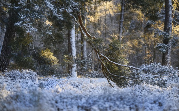 Pine forest in winter, morning light, Wahner Heide, North Rhine-Westphalia, Germany
